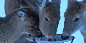 Baby Reindeer Series Review: A True Story Worth Watching? - Cover Image