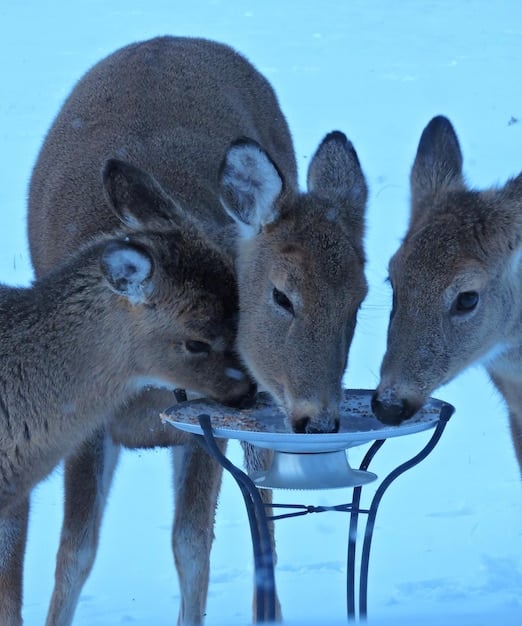 Baby Reindeer Series Review: A True Story Worth Watching?